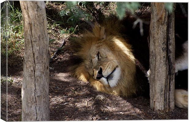 Lion After Lunch Nap Canvas Print by Graham Palmer