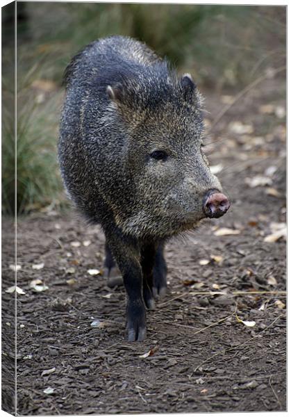 Peccary Canvas Print by Graham Palmer