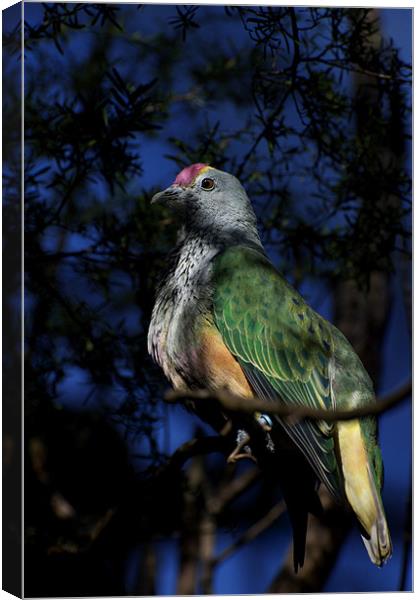 Rose Crowned Fruit Dove Canvas Print by Graham Palmer