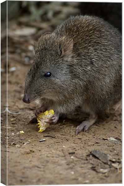 A Potoroo Finds A Treat Canvas Print by Graham Palmer
