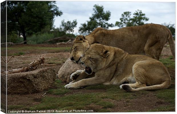 Lion - Get Off Me Canvas Print by Graham Palmer