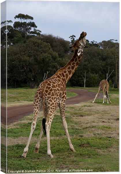 Giraffe Dance Canvas Print by Graham Palmer