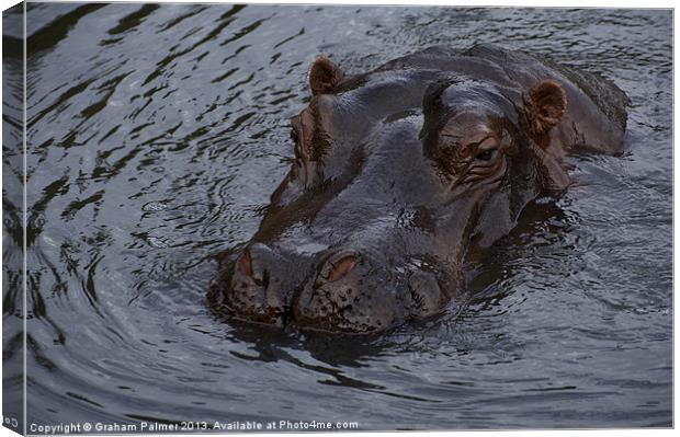Menacing Hippo Canvas Print by Graham Palmer