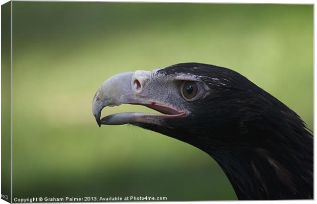 Wedge Tail Portrait Canvas Print by Graham Palmer