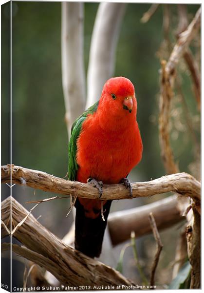 King Parrot Canvas Print by Graham Palmer
