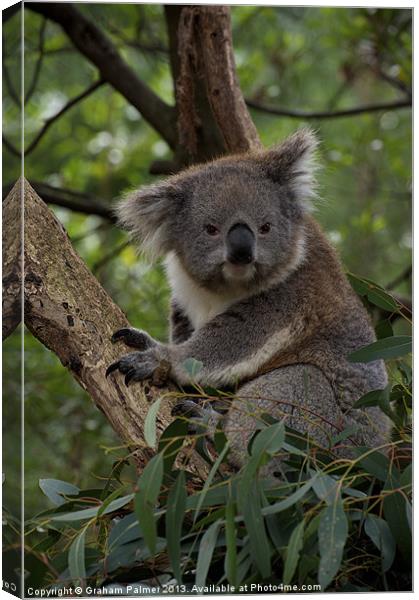 Koala - Is This A Cute Look? Canvas Print by Graham Palmer