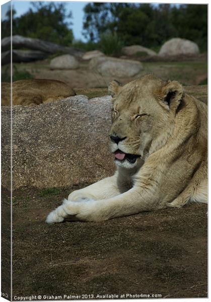 Its A Hard Life Being A Lion Canvas Print by Graham Palmer