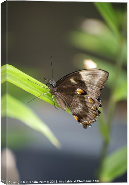 Butterfly House Resident Canvas Print by Graham Palmer