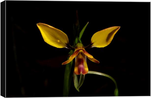 Diuris Pardina - Leopard Orchid Canvas Print by Graham Palmer