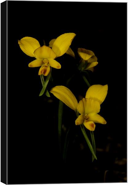 Donkey Orchids Canvas Print by Graham Palmer