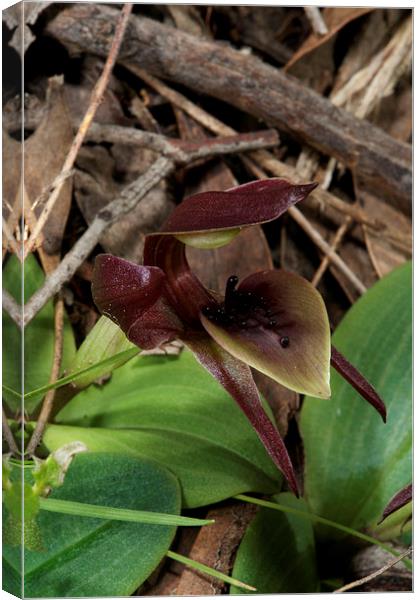 Common Bird Orchid Canvas Print by Graham Palmer