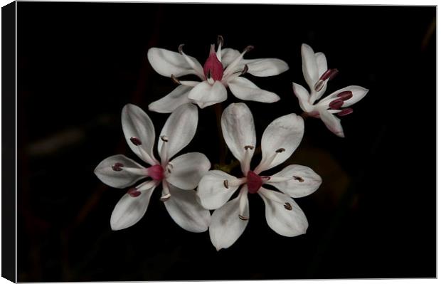 Mob Of Milkmaids Canvas Print by Graham Palmer