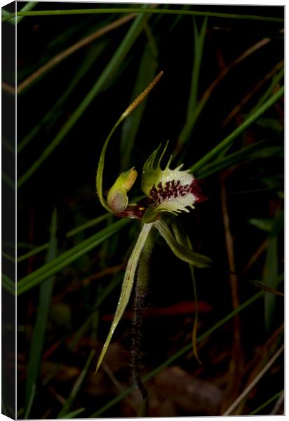 Green Comb Spider Orchid Canvas Print by Graham Palmer