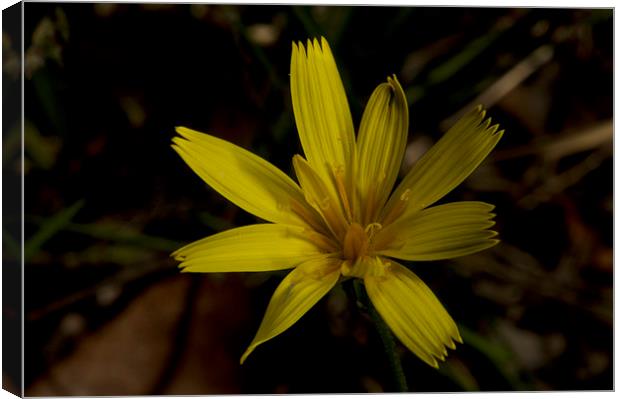 Yam Daisy Close Up Canvas Print by Graham Palmer