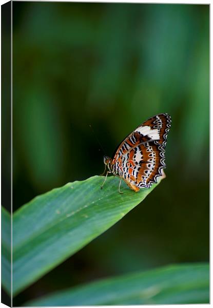 Orange And White Butterfly Canvas Print by Graham Palmer