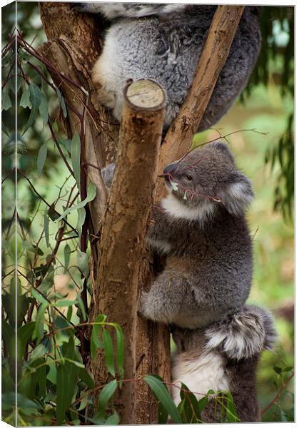 Koala Tree Canvas Print by Graham Palmer