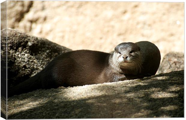Peaceful Otter Canvas Print by Graham Palmer