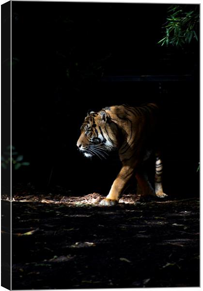 Tiger In The Sun Canvas Print by Graham Palmer