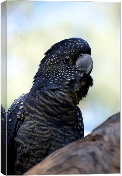 Ebony Canvas Print by Graham Palmer