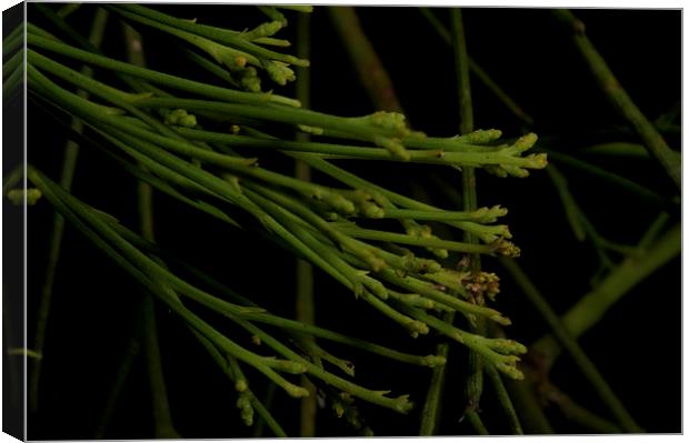 Casuarina - New Growth Canvas Print by Graham Palmer