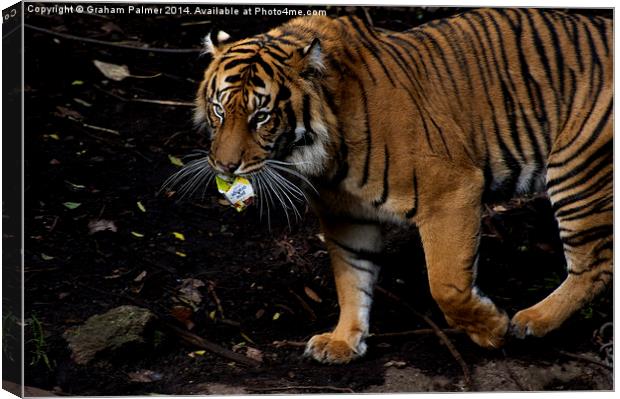 Litter Collecting Tiger Canvas Print by Graham Palmer