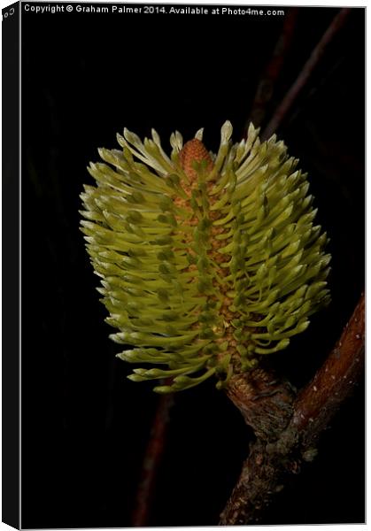 New Banksia Flower Canvas Print by Graham Palmer
