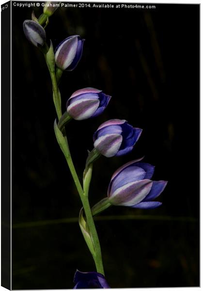 Line Of Sun Orchids Canvas Print by Graham Palmer