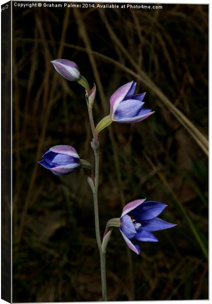  Sun Orchid Posy Canvas Print by Graham Palmer