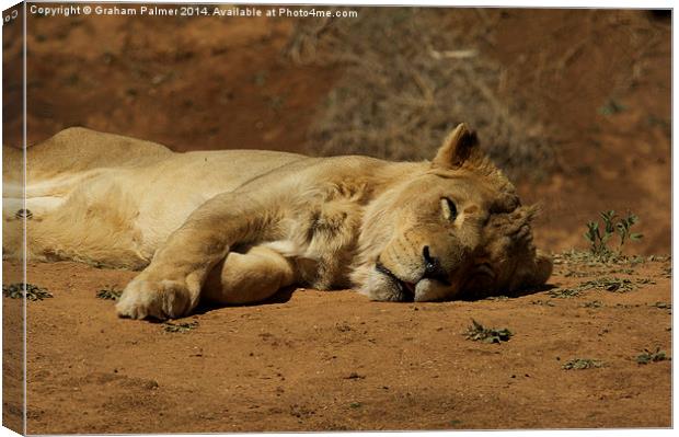  Lazy Days Canvas Print by Graham Palmer