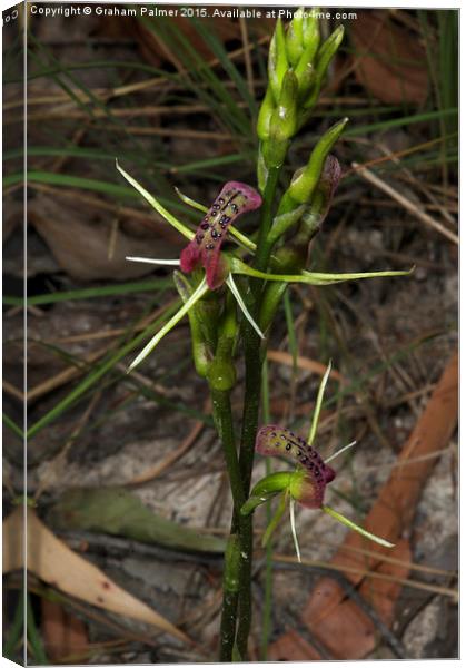  Pair Of Tongue Orchids Canvas Print by Graham Palmer