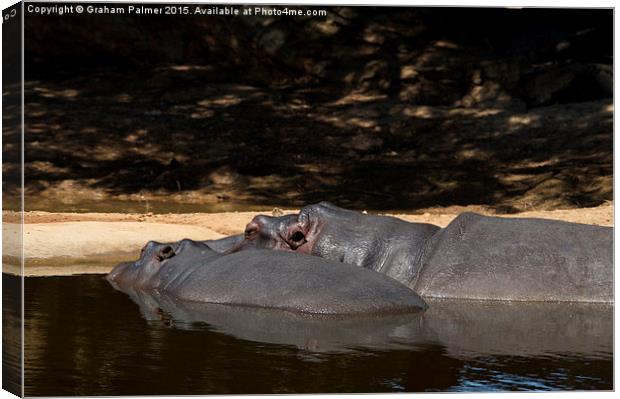  Hippo Togetherness Canvas Print by Graham Palmer