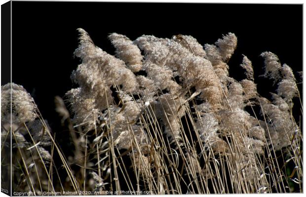Grass In The Wind Canvas Print by Graham Palmer