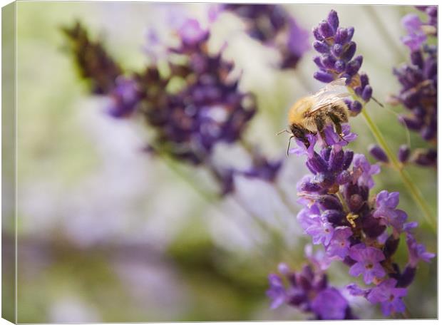 Bee on the Lavender Canvas Print by Maisie Sinclair