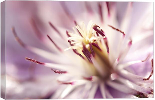 Macro Clematis Canvas Print by Maisie Sinclair