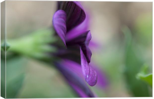 Purple flower Canvas Print by Maisie Sinclair