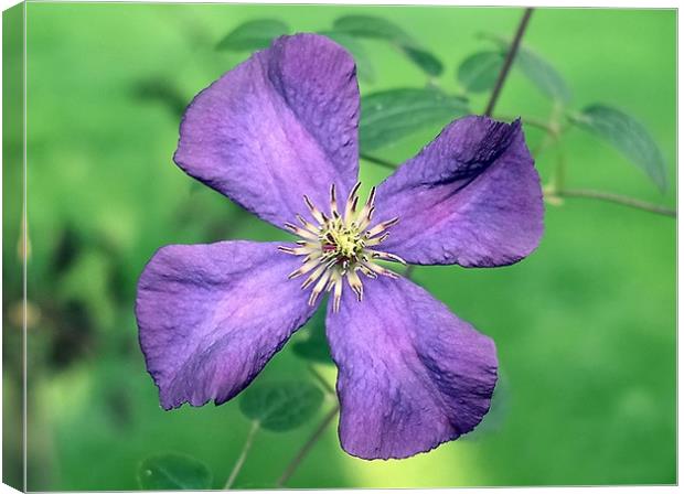 Purple Beauty Canvas Print by Chele Willow