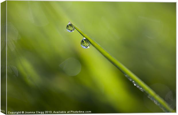 Dew Drops Canvas Print by Joanna Clegg