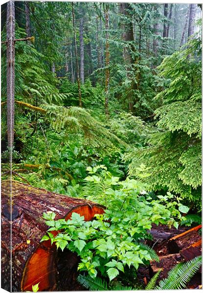 h red cedarThe Rain Forest Canvas Print by David Davies