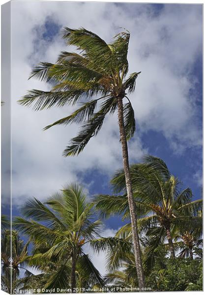 The Palms Canvas Print by David Davies