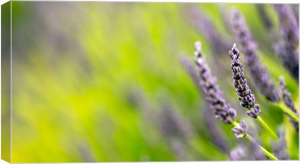 Lavender Flowers Canvas Print by Dave Hudspeth Landscape Photography