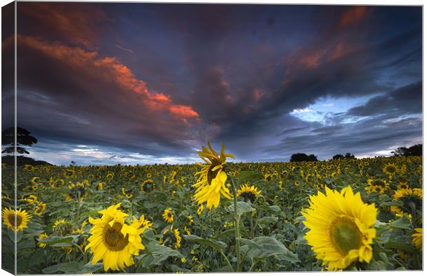 Sunflowers Canvas Print by Dave Hudspeth Landscape Photography