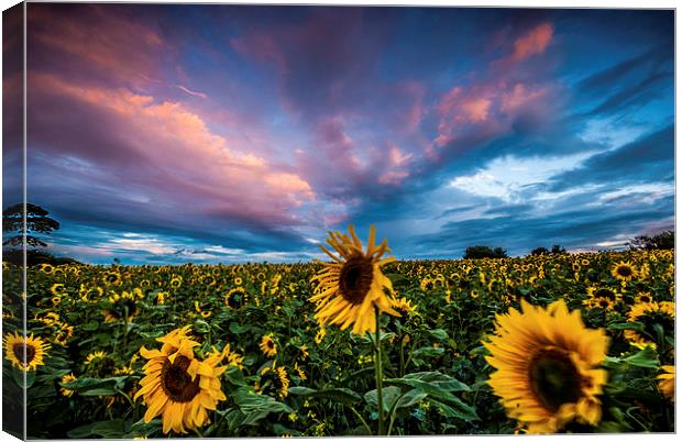 Sunflowers Canvas Print by Dave Hudspeth Landscape Photography