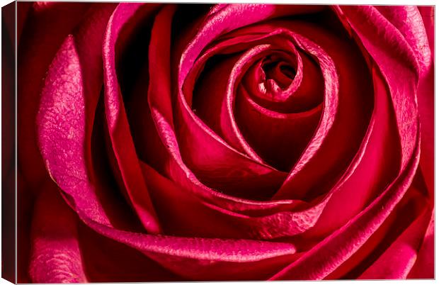 Red Rose Canvas Print by Dave Hudspeth Landscape Photography
