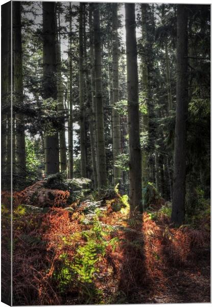 Autumnal Light in woodland  Canvas Print by Jon Fixter