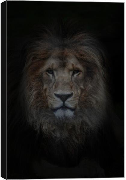 Look of the Lion  Canvas Print by Jon Fixter