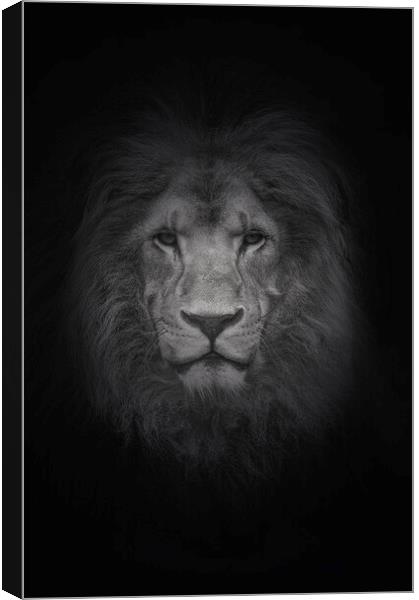 Portrait of a Lion  Canvas Print by Jon Fixter