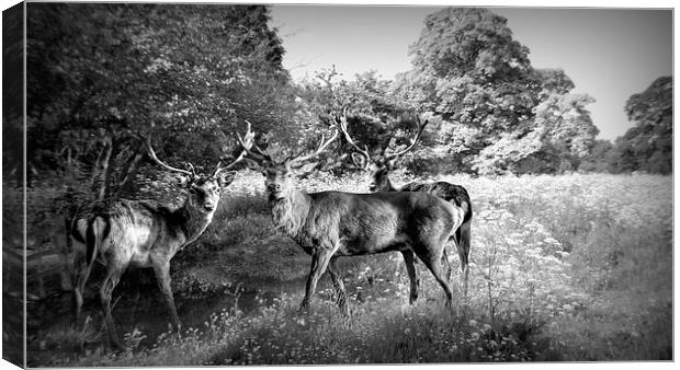  The Stag Party Canvas Print by Jon Fixter