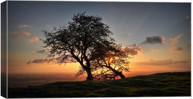 As the sun sets behind Hawthorn trees  Canvas Print by Jon Fixter