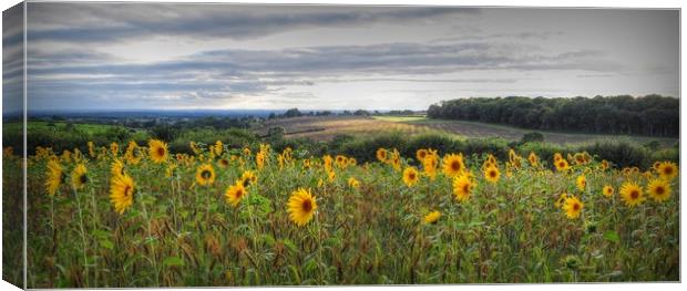 Full of Sunflowers  Canvas Print by Jon Fixter