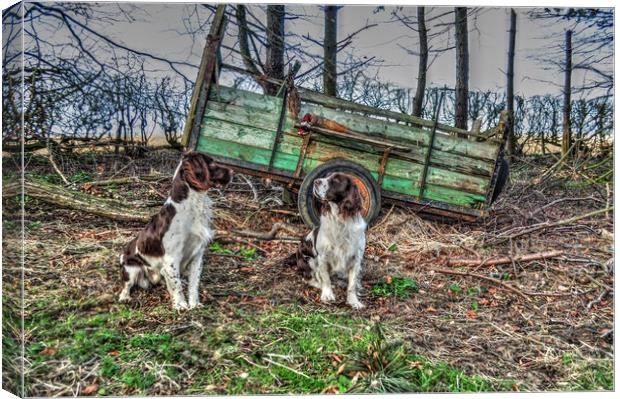 springer spaniels  working dogs Canvas Print by Jon Fixter